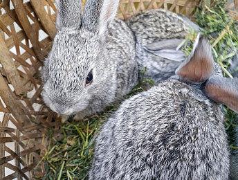 《正当防卫》开发商新作《Contraband》疑似也被砍了